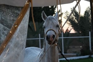 Maailman reunalla 2: Vaellus ja kameli-/hevostila