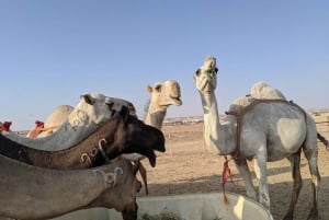 From Riyadh: Edge Of The World Private Tour