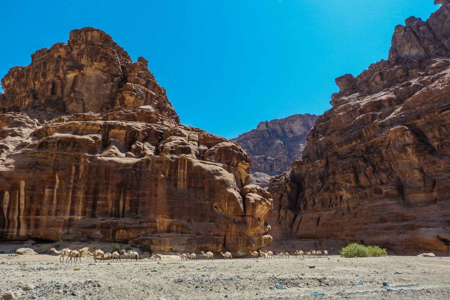 From AlUla: Wadi Dissah Canyon Tour with Lunch and Transfer