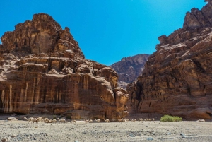 Depuis AlUla : Excursion dans le canyon de Wadi Dissah avec déjeuner et transfert