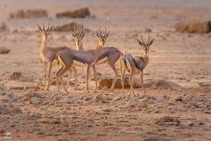 Jazanista: Farasanin saari 2 päivän matka majoituksella