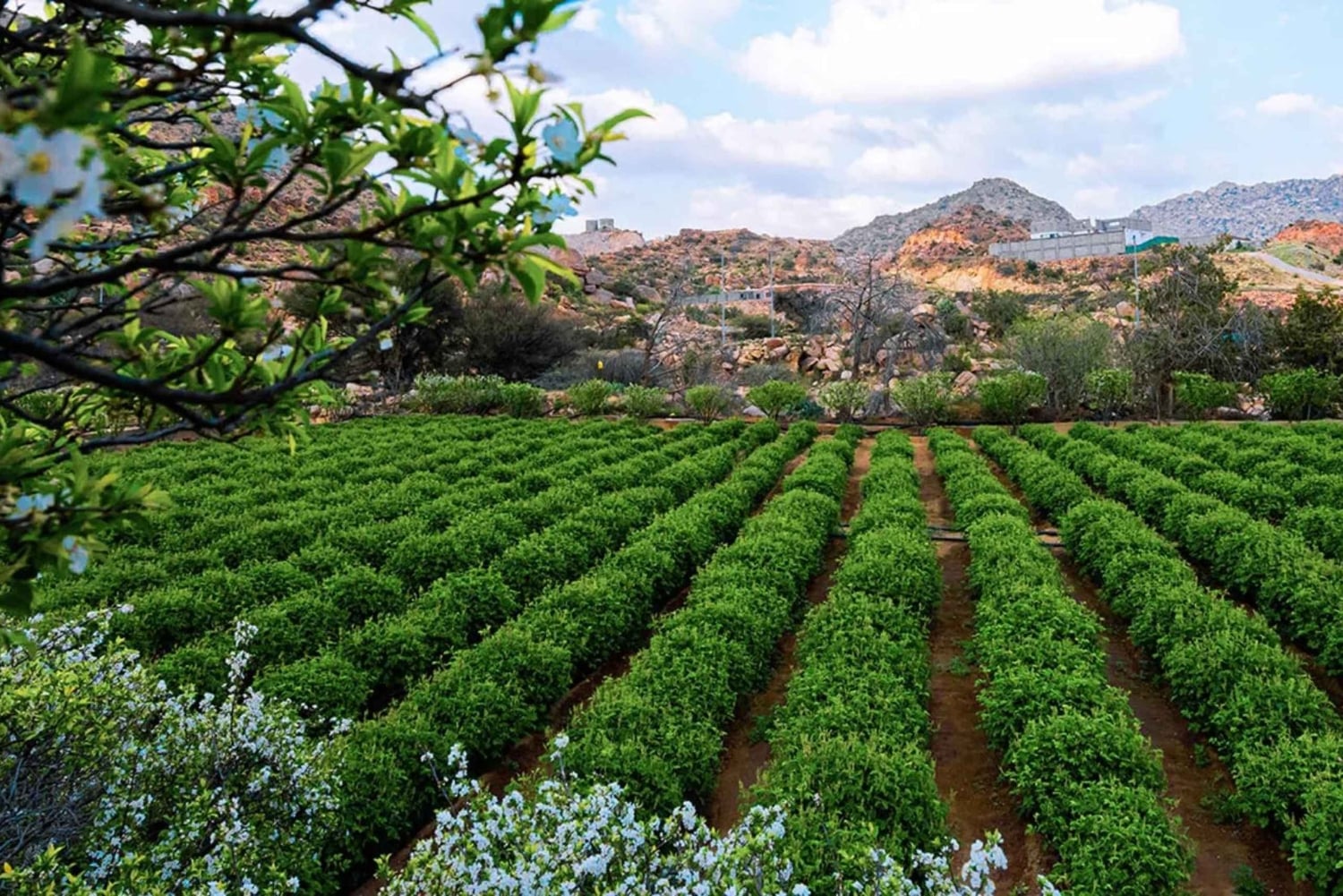 From Jeddah: Visit Taif The City of Roses