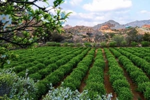 From Jeddah: Visit Taif The City of Roses