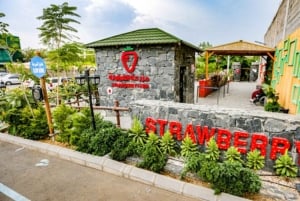 From Jeddah: Visit Taif The City of Roses