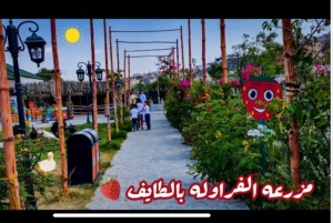 メッカまたはジェッダ発、ターフ山脈への日帰りツアー