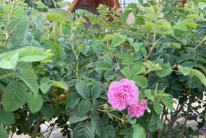 メッカまたはジェッダ発、ターフ山脈への日帰りツアー