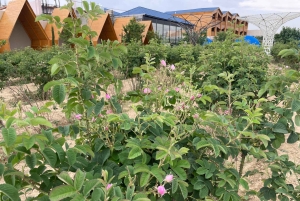 メッカまたはジェッダ発、ターフ山脈への日帰りツアー