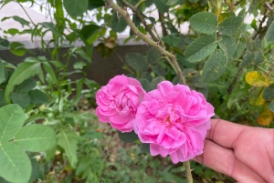 メッカまたはジェッダ発、ターフ山脈への日帰りツアー