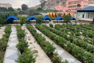 メッカまたはジェッダ発、ターフ山脈への日帰りツアー