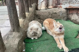 メッカまたはジェッダ発、ターフ山脈への日帰りツアー