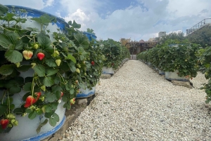 メッカまたはジェッダ発、ターフ山脈への日帰りツアー
