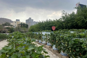 メッカまたはジェッダ発、ターフ山脈への日帰りツアー