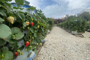 メッカまたはジェッダ発、ターフ山脈への日帰りツアー