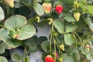 メッカまたはジェッダ発、ターフ山脈への日帰りツアー