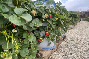 メッカまたはジェッダ発、ターフ山脈への日帰りツアー