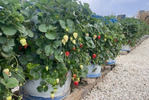 メッカまたはジェッダ発、ターフ山脈への日帰りツアー