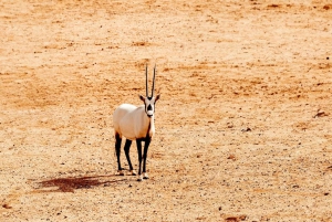 Full Day AlUla Tour with Dinner