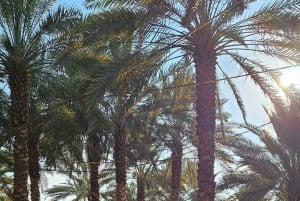 Maravillas de Al-Ula: Hegra, Dadan, Ikmah y la Roca del Elefante