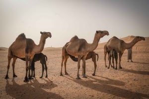 リヤド砂漠の中心でのラクダ牧場訪問