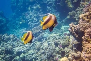 Hurghada: pikavene, delfiinit, snorklaus ja 2 saarta