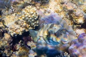 Hurghada: pikavene, delfiinit, snorklaus ja 2 saarta