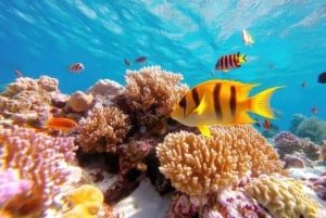 Hurghada: pikavene, delfiinit, snorklaus ja 2 saarta