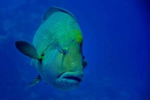 Hurghada: pikavene, delfiinit, snorklaus ja 2 saarta