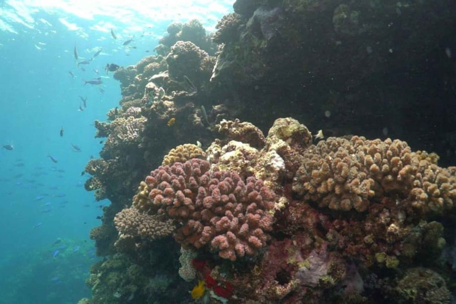 Jeddah: Aventura de snorkel en grupo por las islas Bayada con equipo incluido.