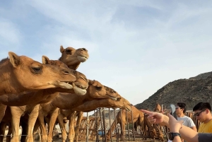 Jeddah: City tour include old Jeddah OR Safari