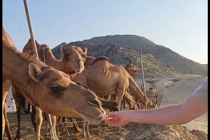 Jeddah: City tour include old Jeddah OR Safari