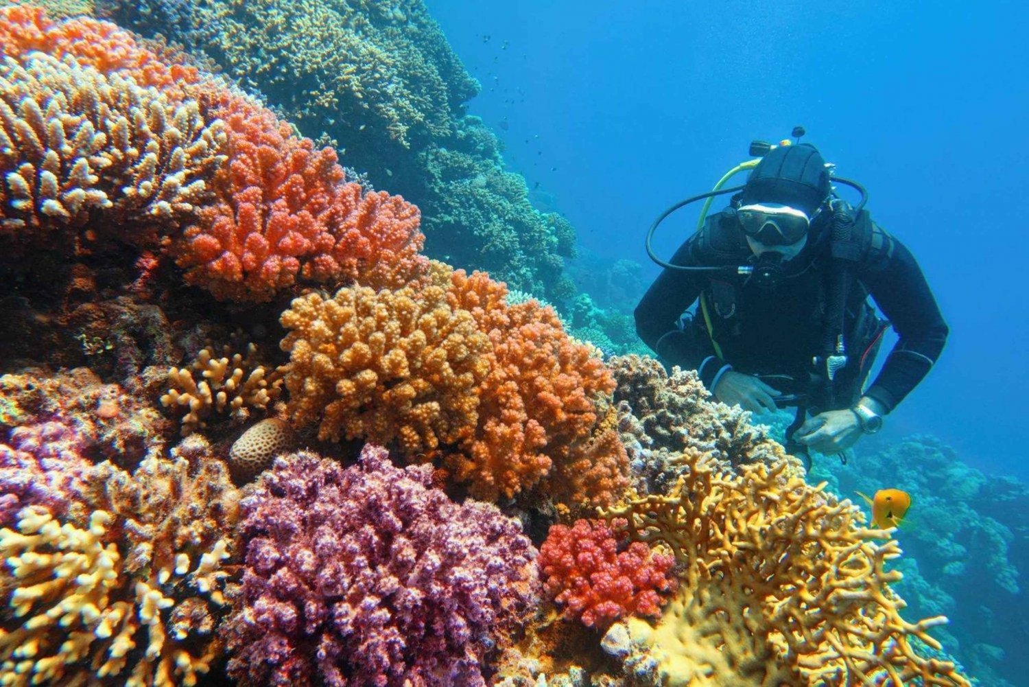 Jeddah: PADI - Open Water Tauchkurs.