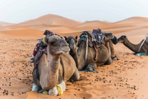 Jeddah: Quad Bike Desert Safari with Bedouin-Style Treats