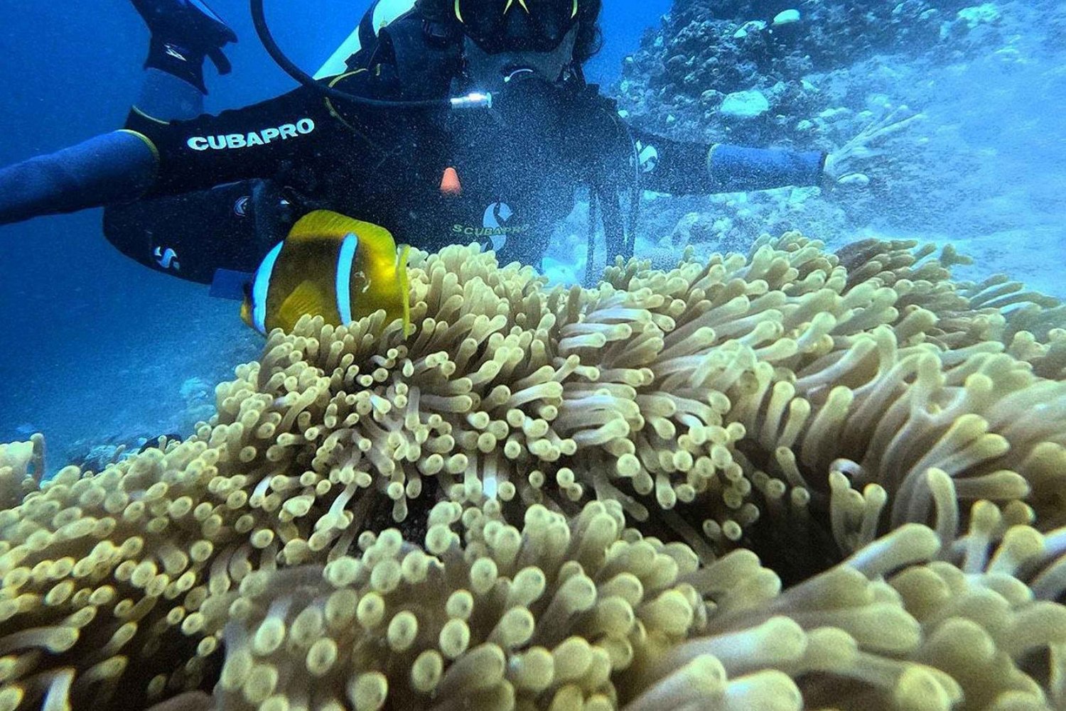 Jeddah: Scuba Diving Trip with Hotel Transfers