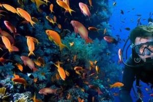 Jeddah: Viaje de buceo con traslados al hotel