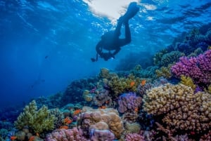 Jeddah: Viaje de buceo con traslados al hotel