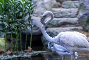 Gedda: Tour della Terra Tropicale per famiglie con pattinaggio e bowling