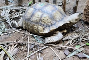 Gedda: Tour della Terra Tropicale per famiglie con pattinaggio e bowling