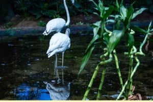 Gedda: Tour della Terra Tropicale per famiglie con pattinaggio e bowling