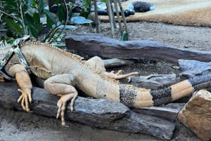 Gedda: Tour della Terra Tropicale per famiglie con pattinaggio e bowling