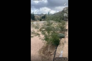 マッカまたはジッダからアルハダ、アルシャファ、タイフ市内観光ツアー