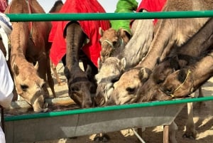 Private Luxury Sunset Desert Safari at Salalah Empty Quarter