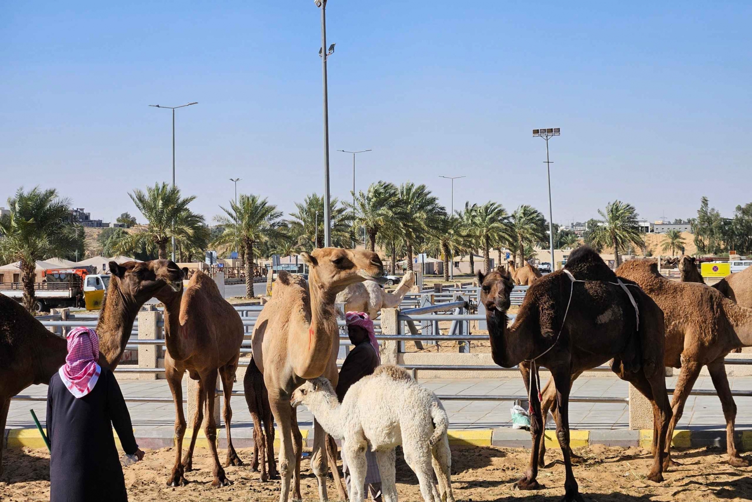 Qassim: visitar o maior mercado de camelos do mundo.
