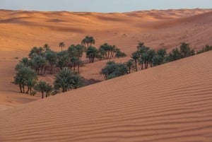 Riyadh: “Discover Red Sand Dunes Safari+Camil ride+Quad bike