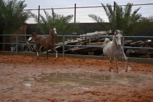 Riyad: wandelen, paard- en kameelfotografie en barbecue-diner