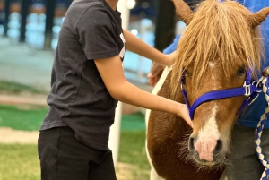 Riad: Experiencia de montar a caballo árabe