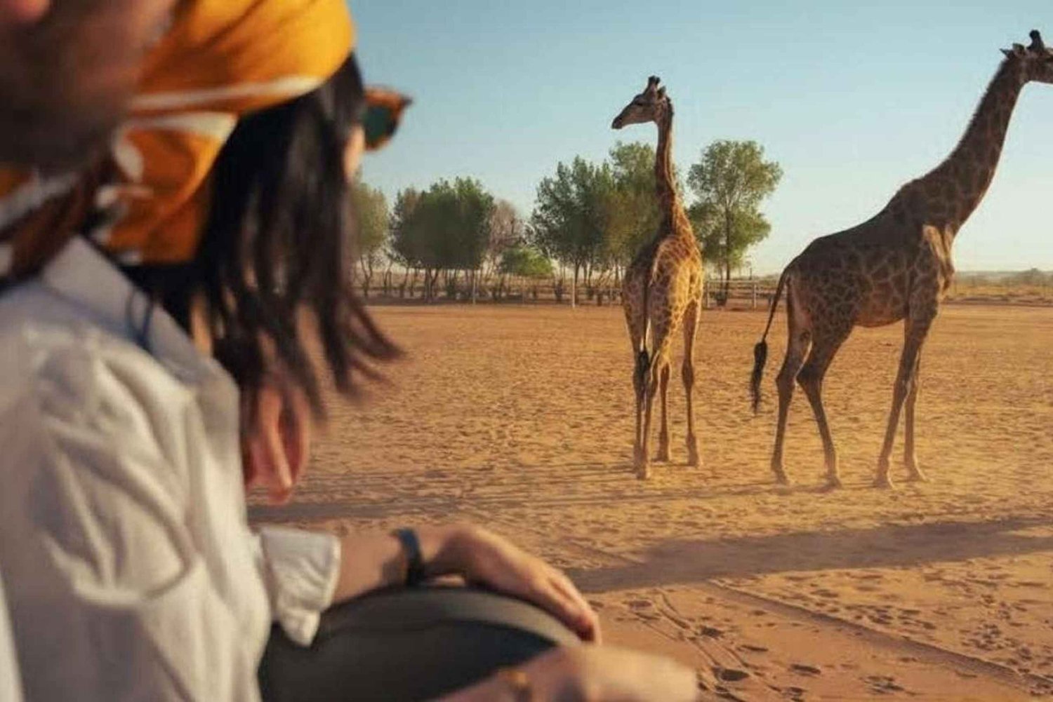 Riyad : visite privée du parc animalier Nofa