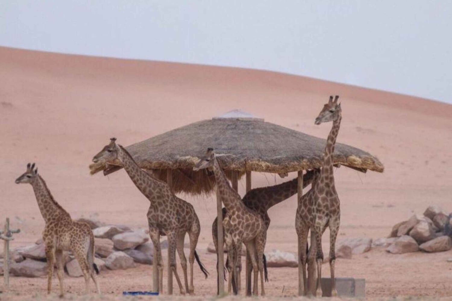 Riyadh: Nofa Wildlife Park Safari Private Tour