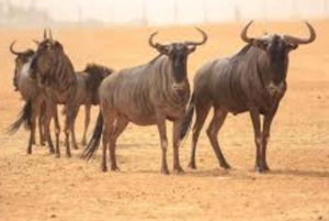 Riyadh: Nofa Wildlife Park Safari Private Tour