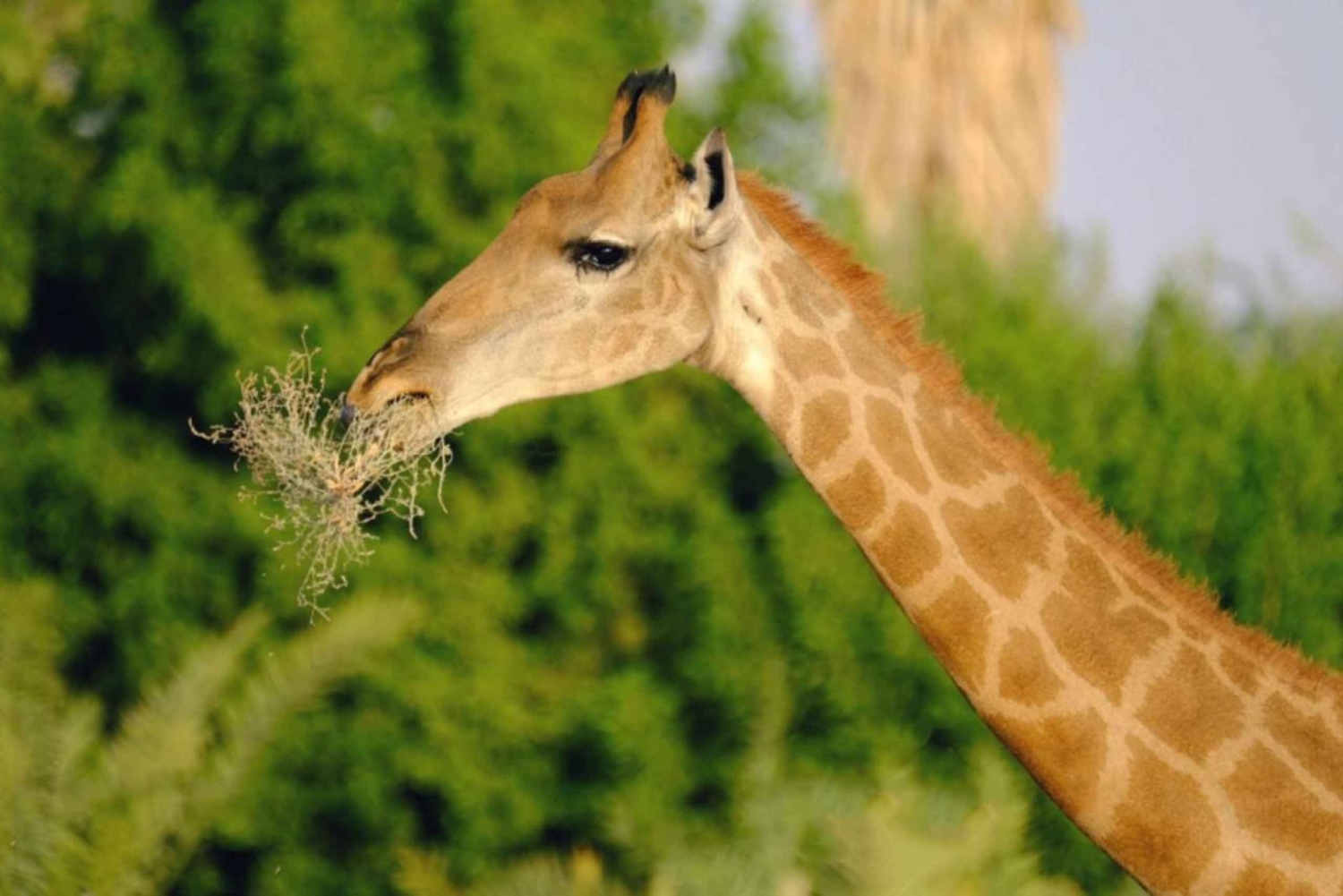 Riyadh: Safari i öppen bil i Nofa Wildlife Park