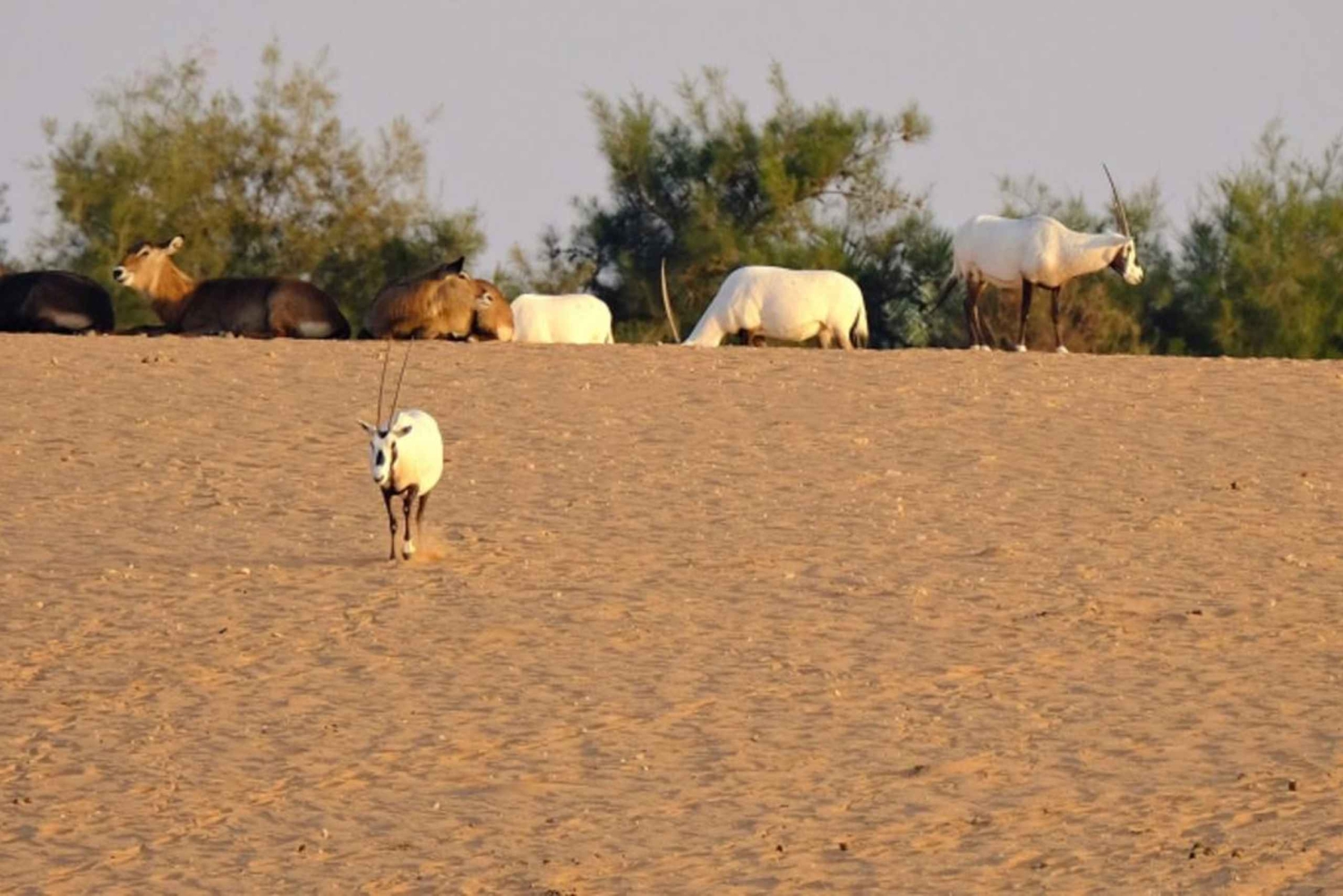 Riyadh: Safari i öppen bil i Nofa Wildlife Park